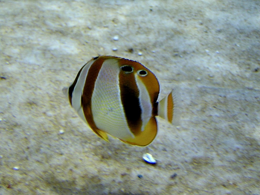 Butterflyfish swims in clear water, showcasing a vivid orange and white striped pattern with eye-like spots near its dorsal fin. The sandy seabed is visible below.