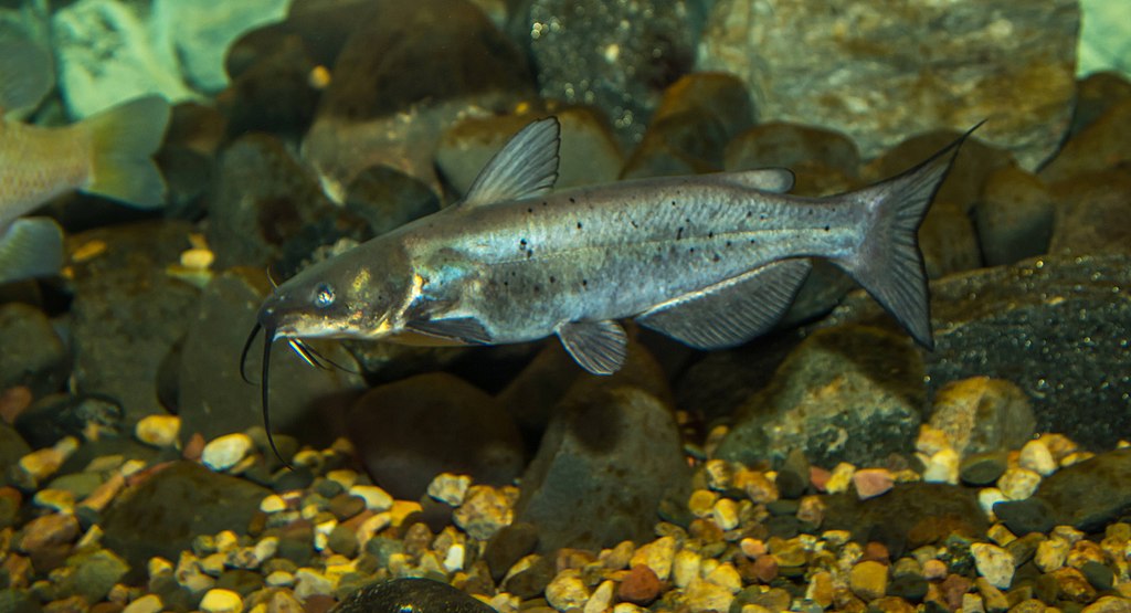 A catfish with a sleek, silvery body and long whiskers swims among smooth, multicolored river stones, conveying a calm, natural underwater scene.