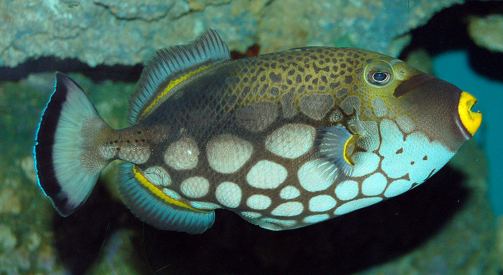 A photograph of a Clown Triggerfishen (Balistoides conspicillum en ). Photo taken at the PPG Aquarium in the Pittsburgh Zoo.