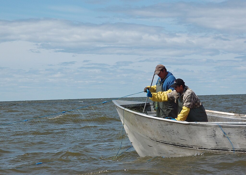 Commercial pickerel/walleye (Sander vitreus) fishing on Lake Winnipeg by members of Norway House Cree Nation.