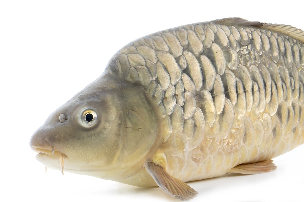 Carp.
