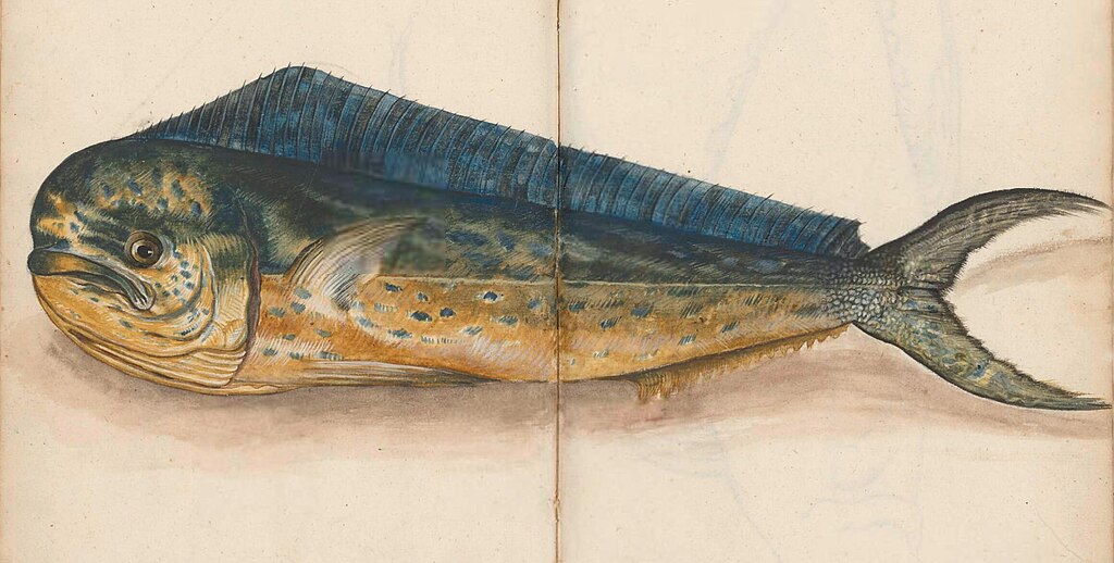 Drawing of a Dolfijnvis (Coryphaena hippurus) in the journal of the ship Gelderland on its voyage to Asia from 1601 to 1603. Attributed to Joris Joostensz. Laerle.