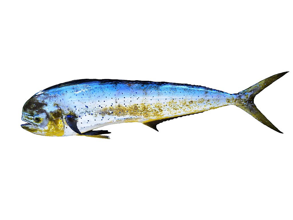 Dorade, Coryphene, Dodo, Savatte-petit (local names from Réunion): species of fish found in the tropical waters of the Indian Ocean. It can measure up to 210cm and reach depths of 200m. This fish was photographed during field sampling (SIH, Fisheries Information System) or laboratory dissections (research projects).