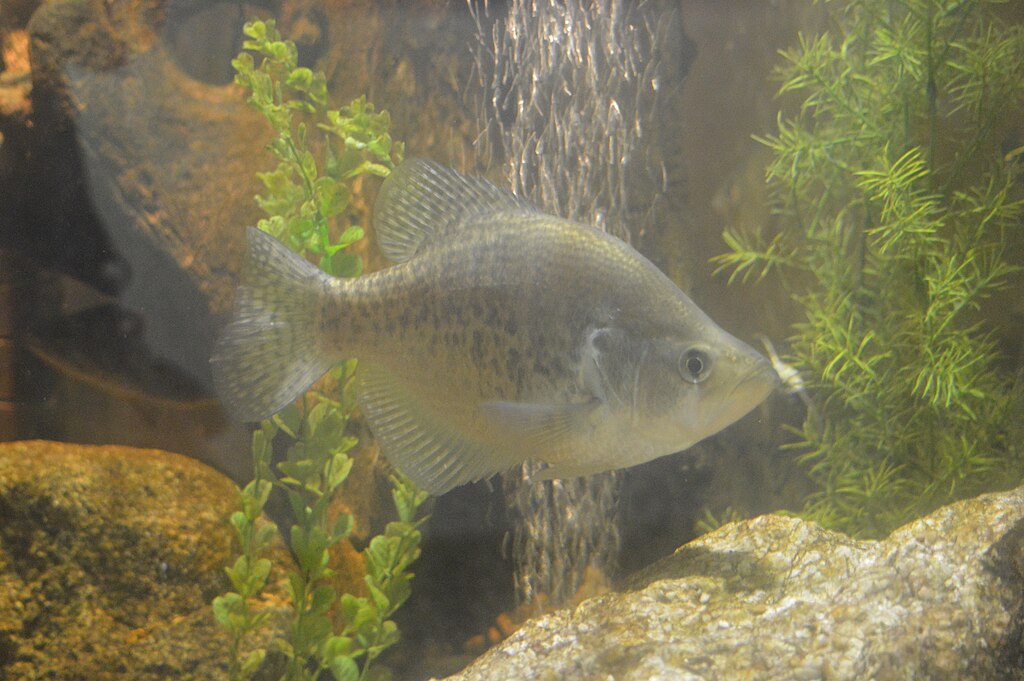 A fish swims in an aquarium, surrounded by green plants and rocks. The water appears clear, and the setting looks peaceful and natural.