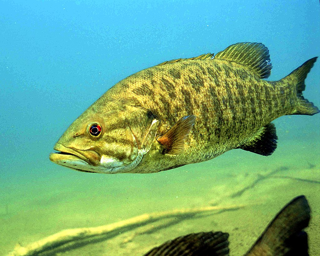 Detailed underwater photo of smallmouth bass fish micropterus dolomieu.
