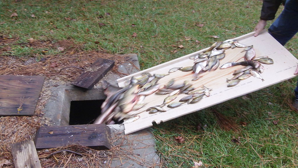 A person dumps a large quantity of fish from a wooden board into an outdoor drainage hole. The scene is set on grass, with wooden planks around the opening.