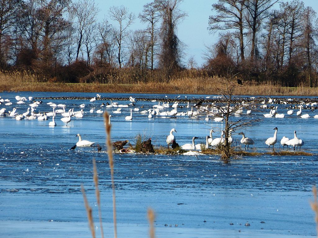 Flock of white geese on a serene blue lake with thin ice, surrounded by leafless trees under a clear sky. Calm and peaceful winter scene.