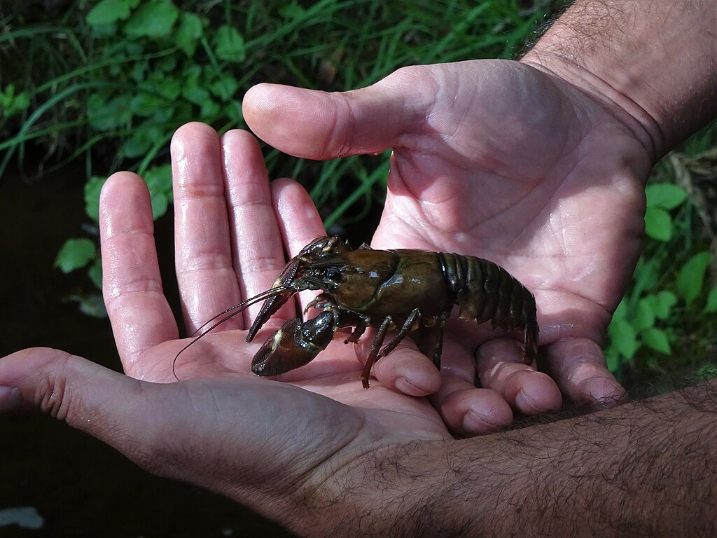 Two hands gently hold a brown crayfish with a visible claw, outdoors near green foliage. The scene conveys curiosity and nature's elegance.
