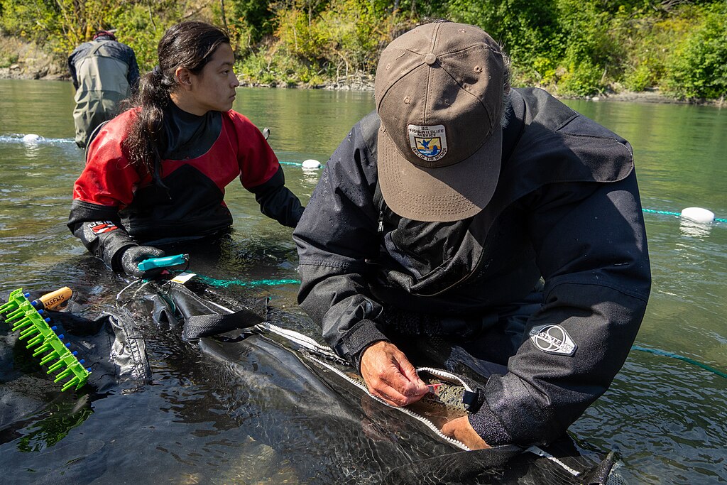 Supervisory Fish Biologist, Roger Peters, checks fish tags with help from an intern with the Lower Elwha Klallam Tribe Fish Hatchery along the Elwha River in Washington. July. 21. 2022. USFWS Photo by: Typhanie Shepherd.