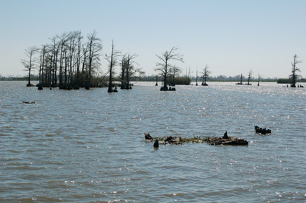 Venice, Louisiana: The Tuna Town of the Gulf