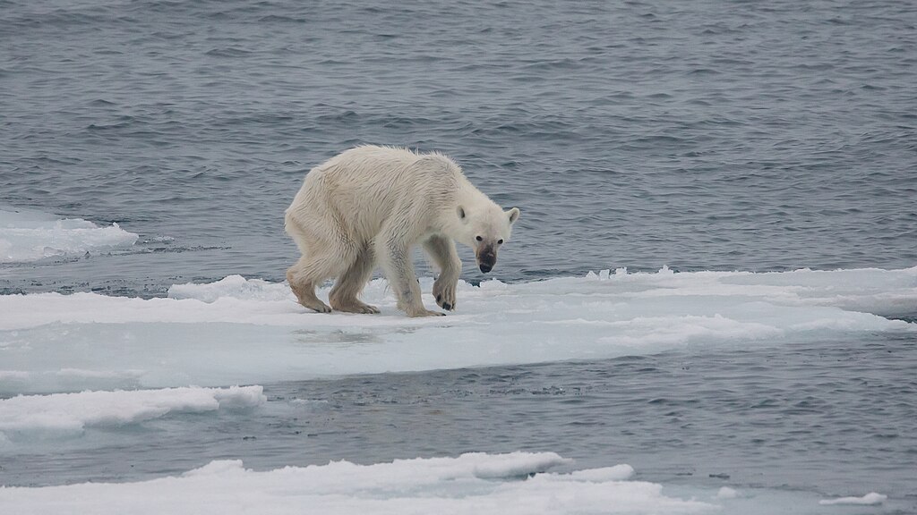 A solitary polar bear walks on a melting iceberg surrounded by cold ocean waters. The scene conveys a sense of isolation and vulnerability amidst climate change.