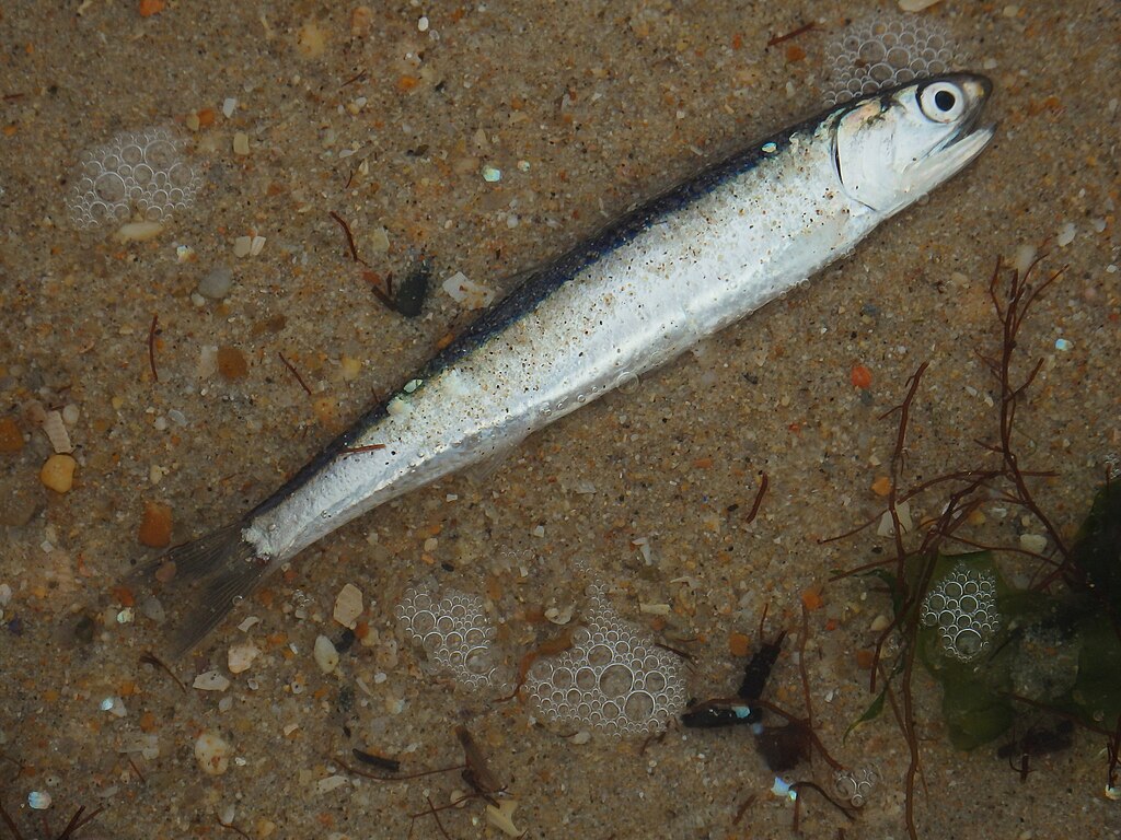 A small fish lies on wet sand near seaweed. Bubbles and small pebbles are scattered around, creating a serene and natural beach scene.