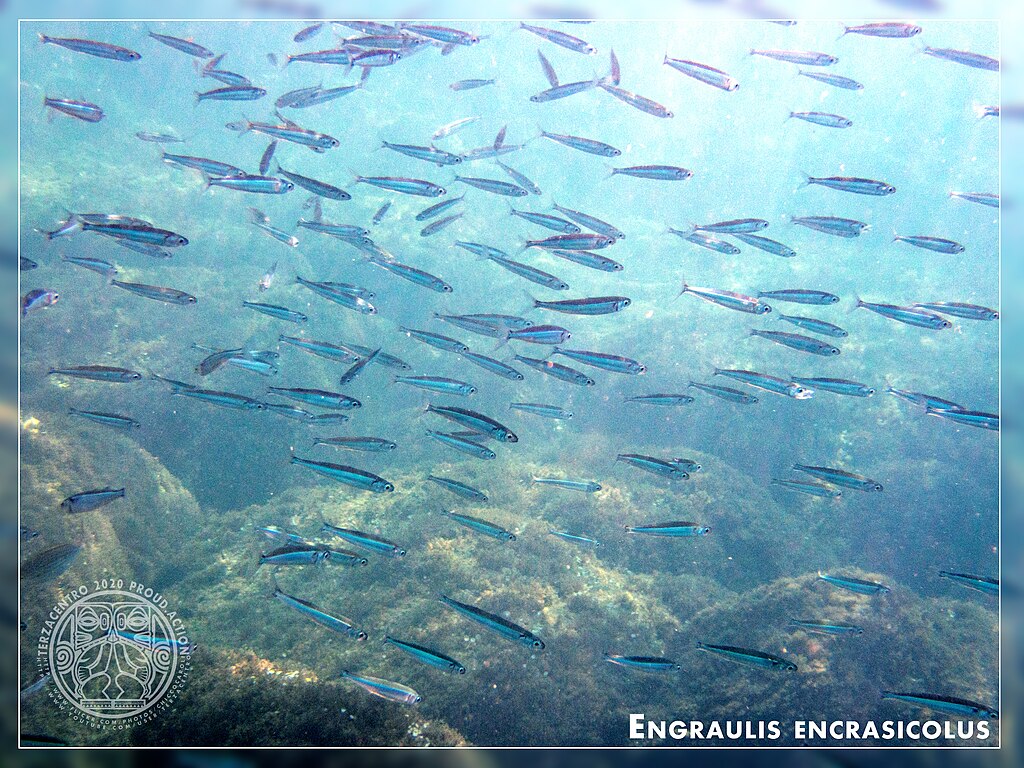 A large school of slender fish swims gracefully in clear blue waters over a rocky ocean floor. The scene is peaceful, highlighting the natural marine environment.