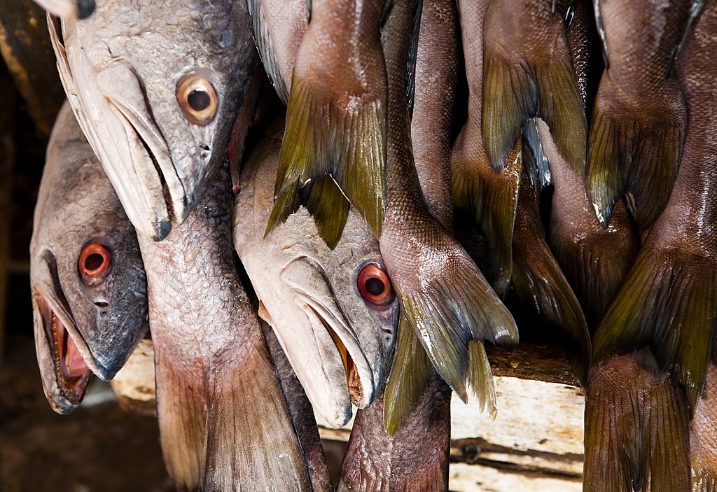 A catch of White sea bass at Ensenada fish market, Baja California, Mexico.