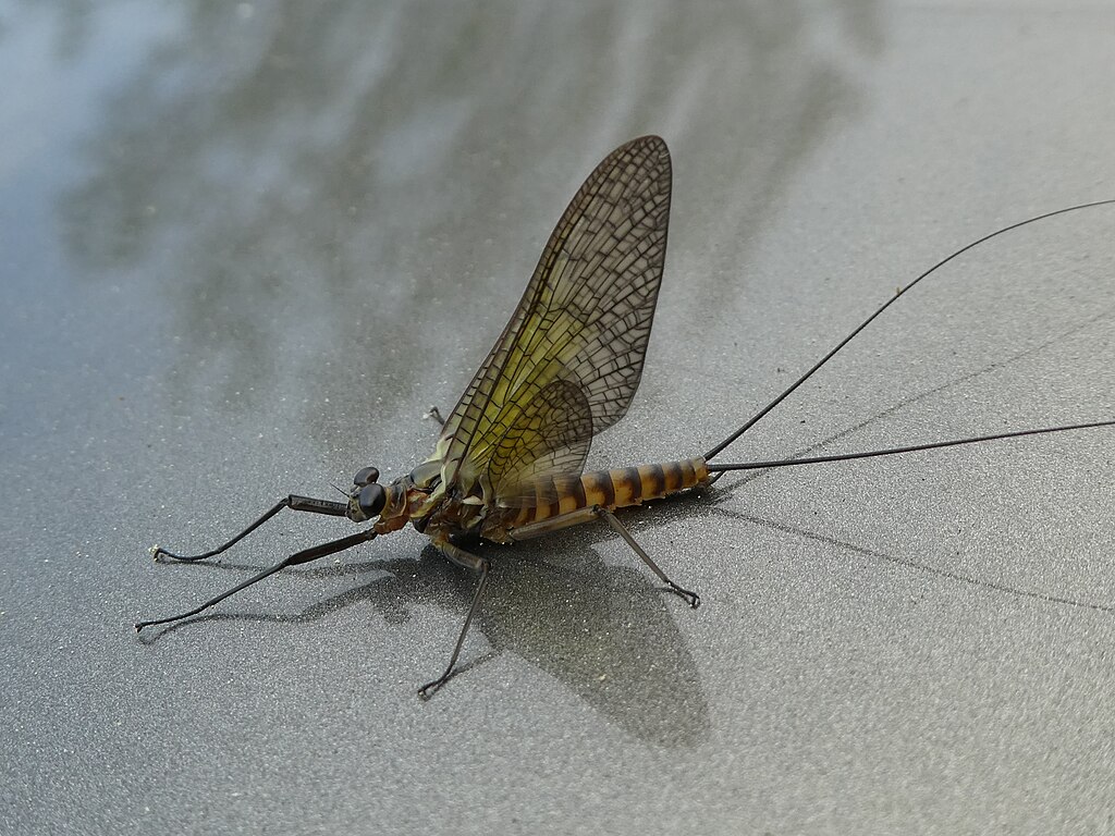 Close-up of a mayfly on a smooth surface. It has translucent, intricately veined wings, slender legs, and long, delicate tail filaments.
