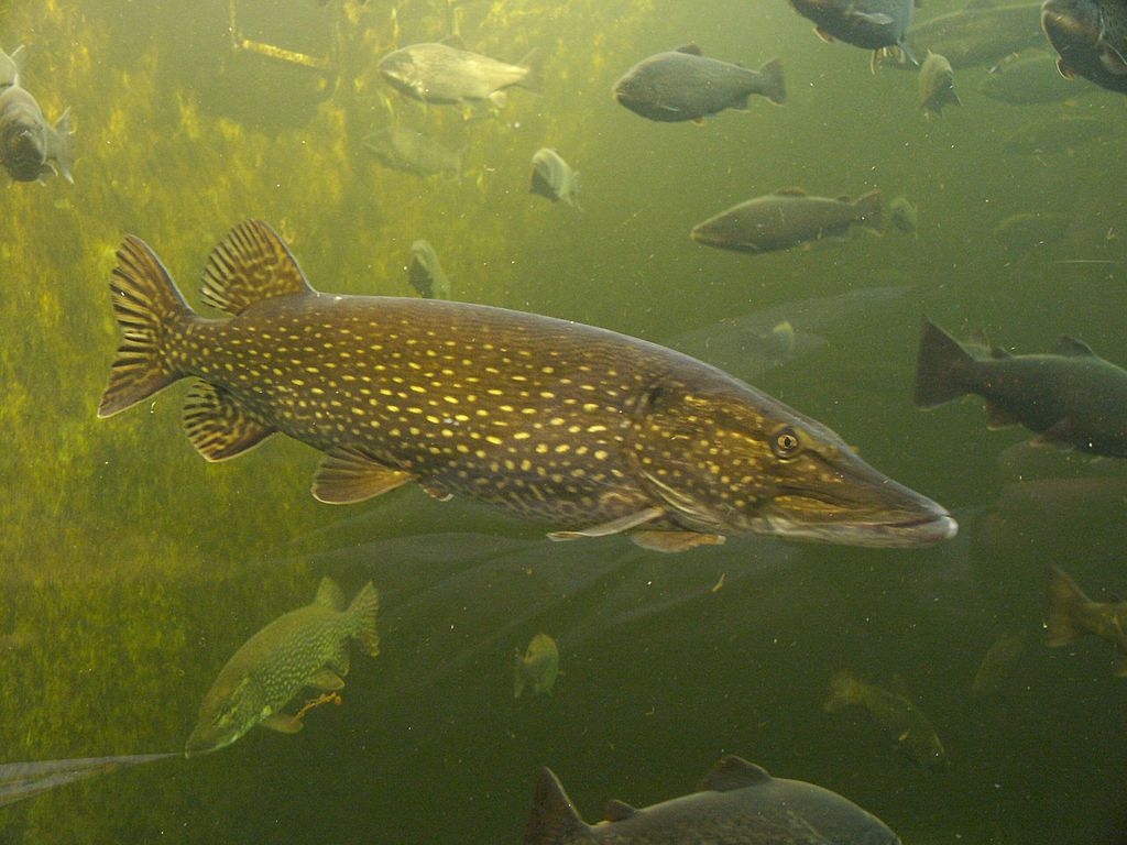 Europäischer Hecht (Esox lucius), Maretarium Kotka (Finnland) / Northern Pike (Esox lucius), Maretarium Kotka / Finland.