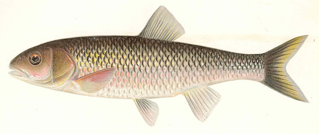 Fallfish: The Forgotten Native