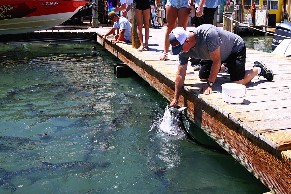 ourists hand feeding small fish to tarpon at Robbie's of Islamorada, Florida, United States.