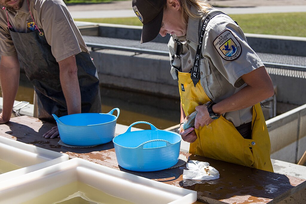 Two people in uniforms are working at a fish hatchery. One is holding a fish next to blue tubs. The scene is busy and outdoors, with a focus on conservation.