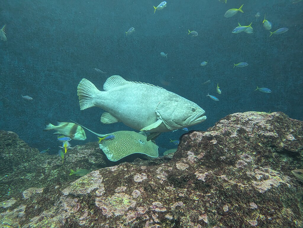 Large gray fish swims among vibrant yellow and blue fish, alongside a patterned ray over rocky coral in a serene underwater scene.