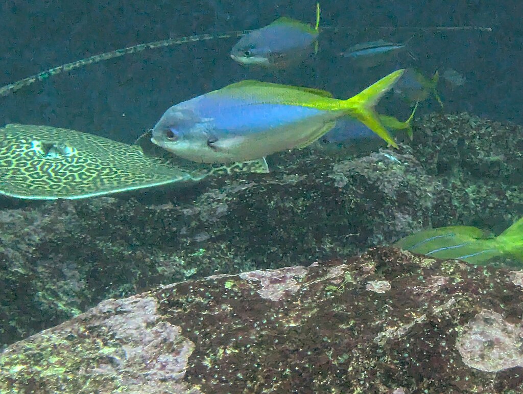 Colorful fish with vibrant yellow tails swim among rocks, alongside a patterned stingray, in a lively underwater scene. Turquoise water gives a serene ambiance.