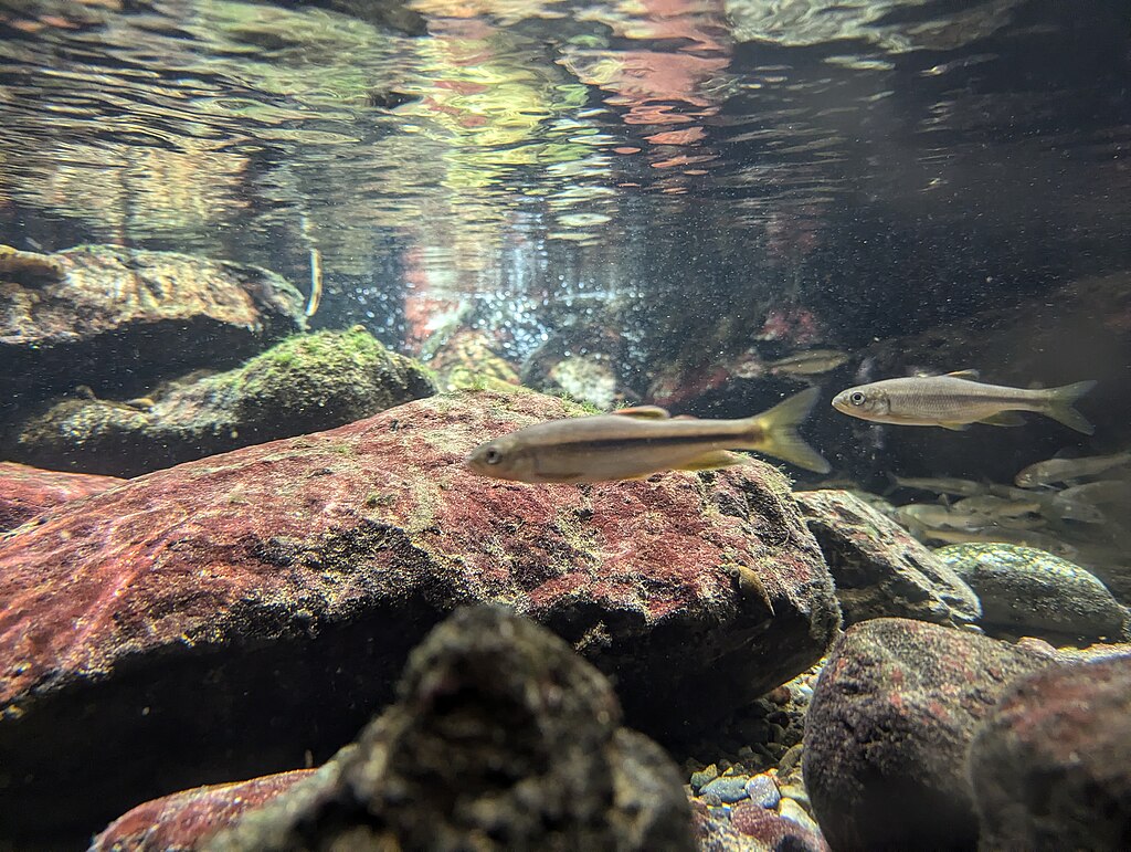 Underwater view of two small fish swimming near colorful algae-covered rocks, with light reflecting on the water's surface, creating a tranquil scene.