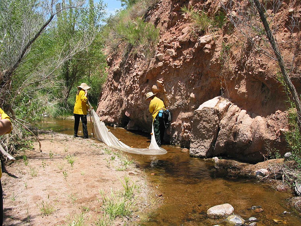 Two people in yellow shirts work with a net in a shallow stream by a rocky, tree-lined bank. The scene suggests focus and teamwork.