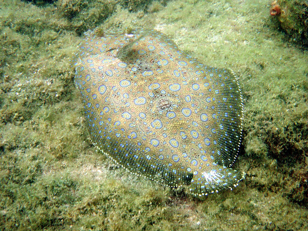 Bothus Mancus, Flowery Flounder