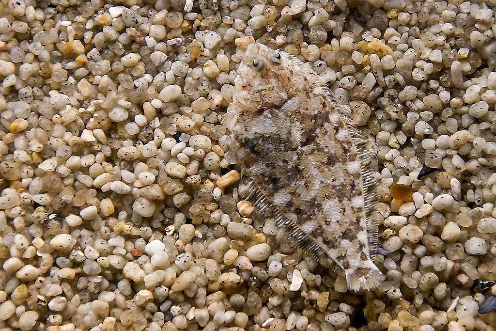 A flounder blending in with pebbly sea floor.