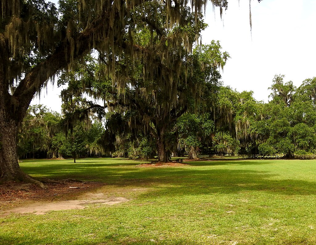 Beautiful State Park in Louisiana across Lake Pontchartrain from New Orleans.