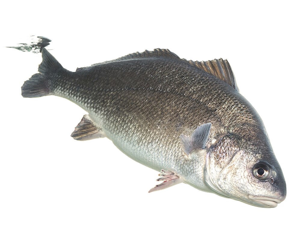 Freshwater drum (Aplodinotus grunniens). Photographed at Gavins Point National Fish Hatchery, Yankton SD.