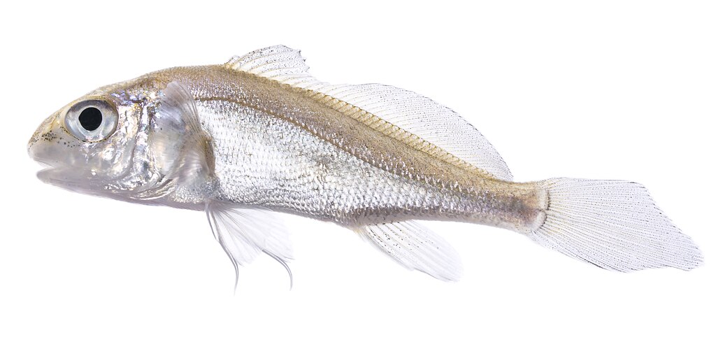 Juvenile (fingerling) freshwater drum. . Photographed at Gavins Point National Fish Hatchery by Sam Stukel (USFWS).