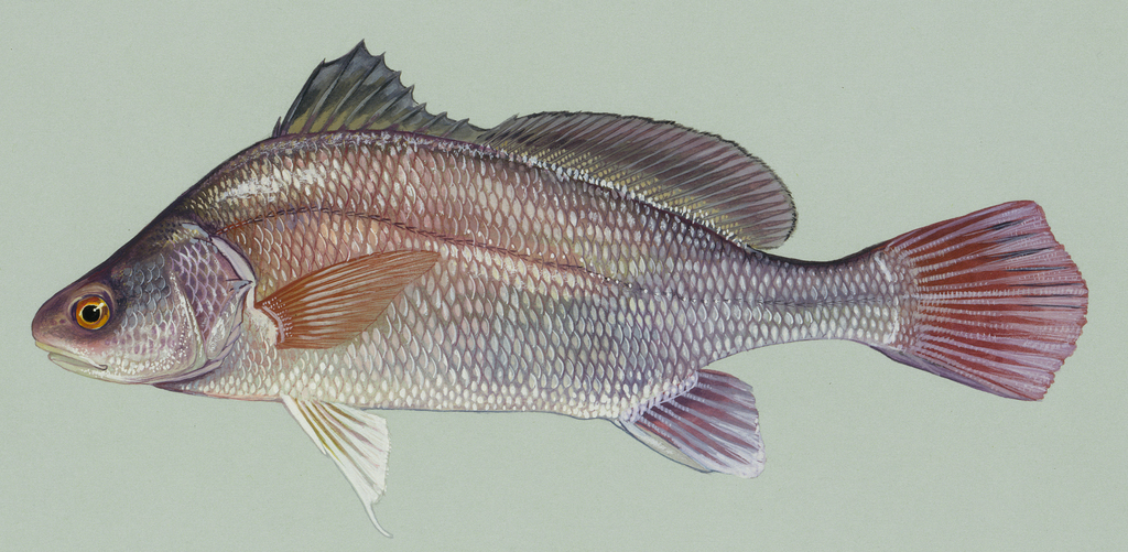 Freshwater Drum: The Rumbling Fighters