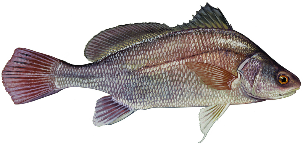 Freshwater drum.