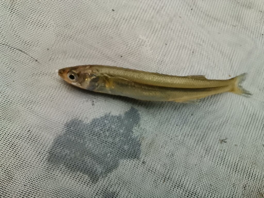 A small fish lies on a white mesh surface, displaying a glistening body and open eye, evoking a sense of freshness and subtle detail in texture.