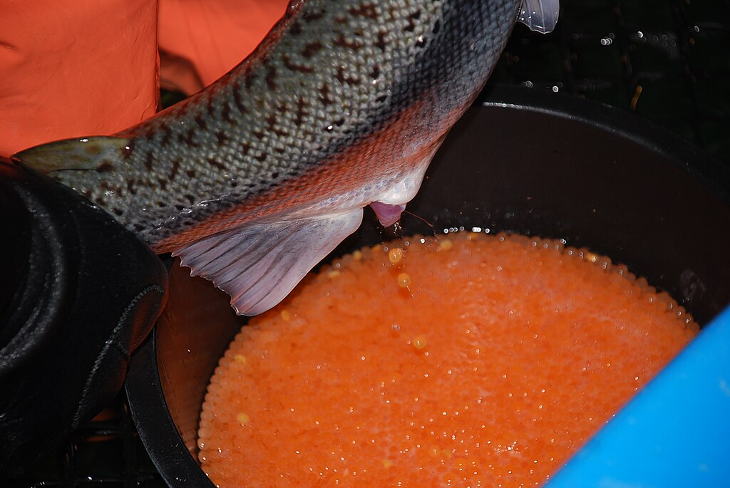 A fish being held over a bucket is releasing bright orange eggs. The focus is on the eggs, highlighting their vibrant color and texture.