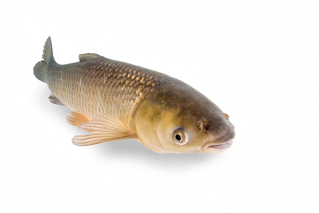 Grass Carp: Vegetarian Giants