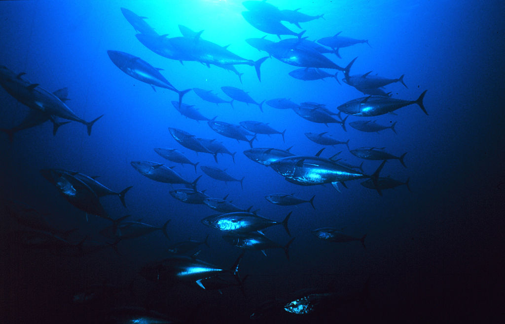 Group of Atlantic bluefin tuna (Thunnus thynnus) in the eastern chamber of the trap at Favignana, Sicily, Italy. Depth 22 meters.