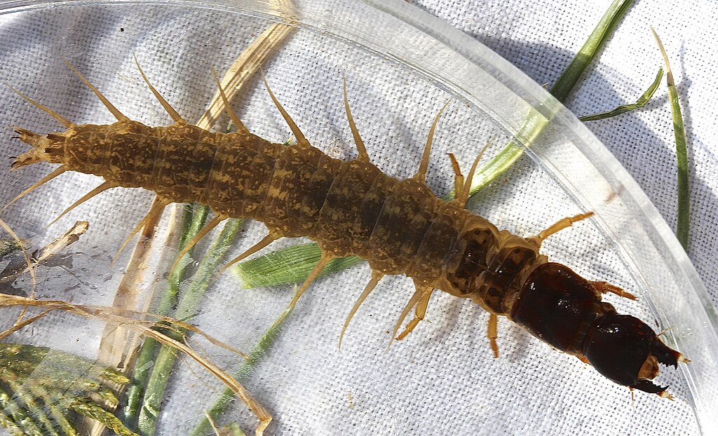 Close-up of a spikey, brown centipede-like insect in a clear dish, resting on grass and white fabric. The insect's segmented body is detailed.