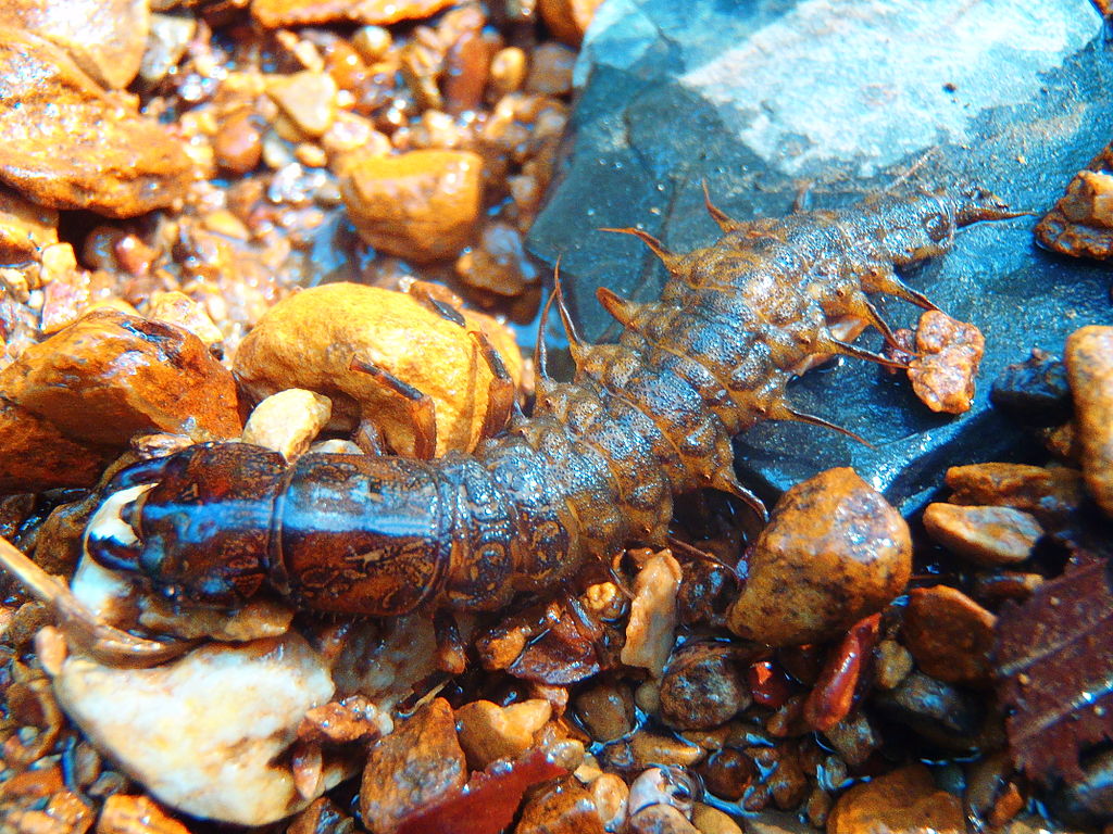 Close-up of a stonefly larva with a segmented, brownish body and multiple legs, lying on wet, colorful pebbles, conveying a natural, earthy tone.