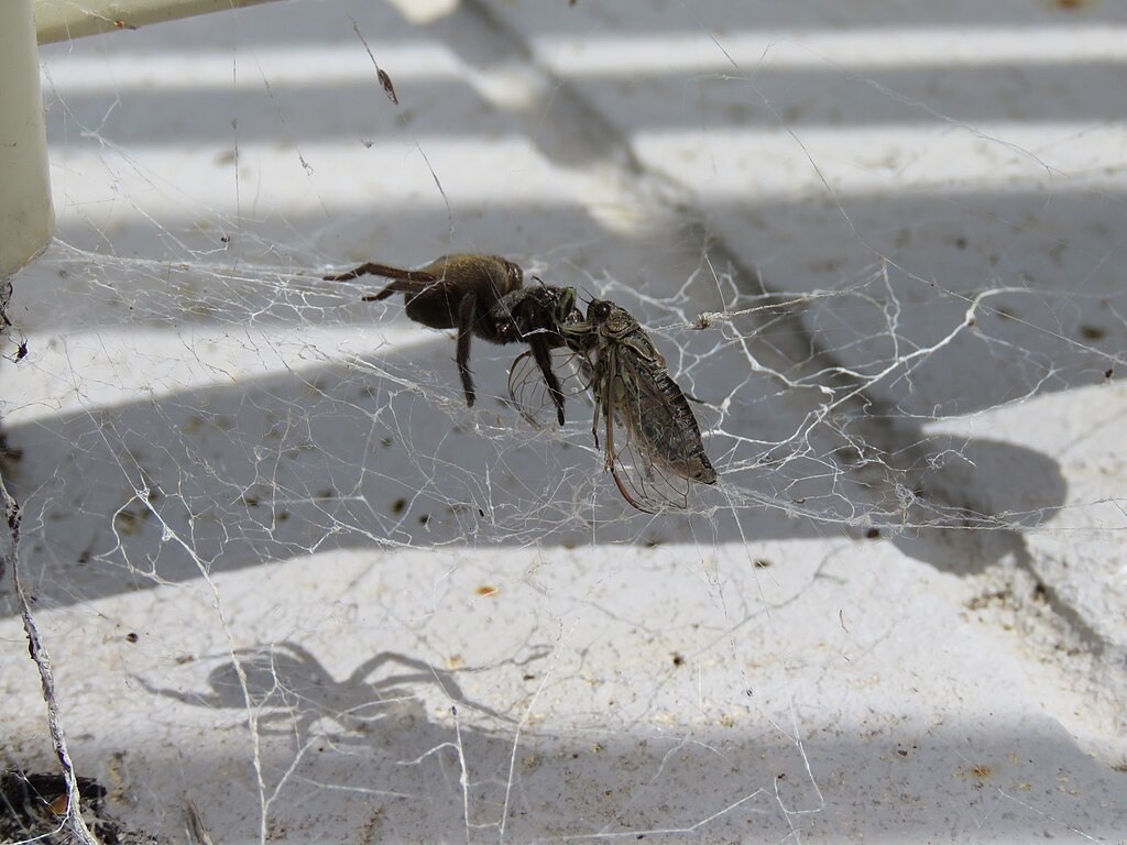 A spider in a web captures a cicada. The spider is dark, and the cicada is light brown. The image conveys tension and natural interaction.