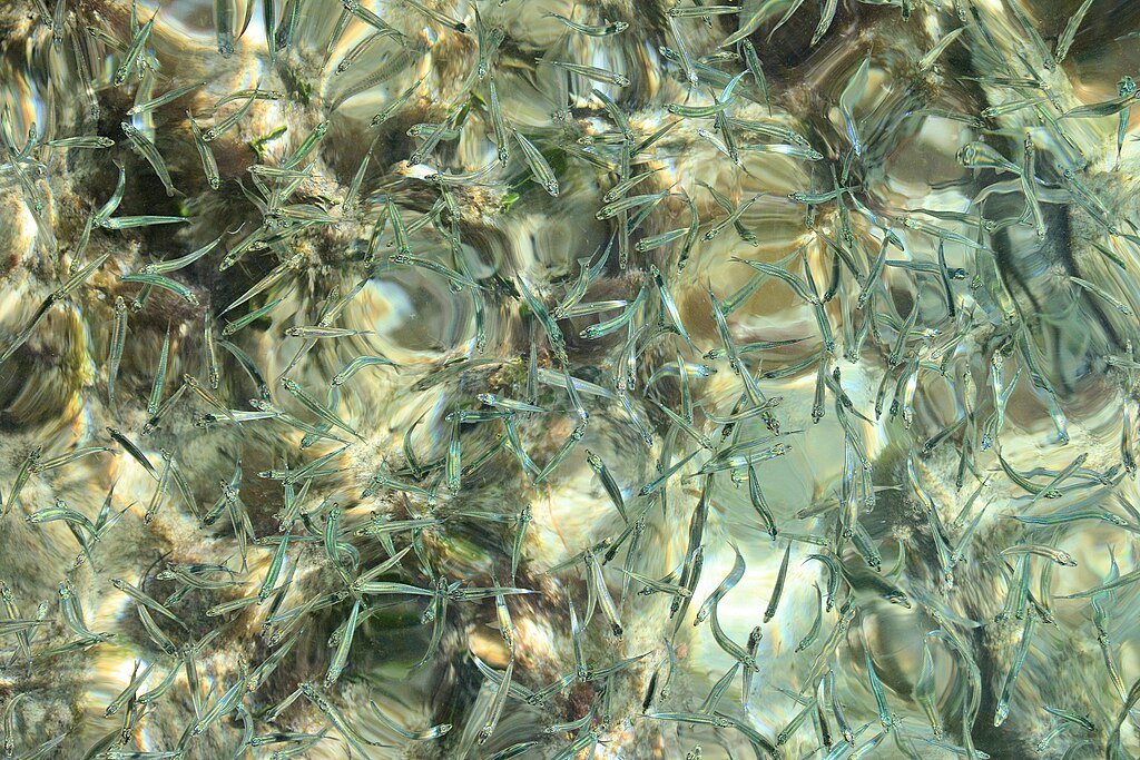 A school of small, translucent fish swim in clear, shallow water. Sunlight creates shimmering patterns on the water's surface, evoking movement and liveliness.