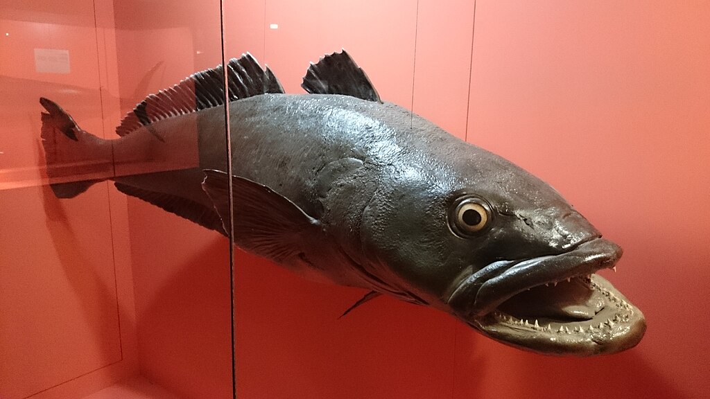 The 'White Gold' of the fishing Industry, Patagonian Toothfish.