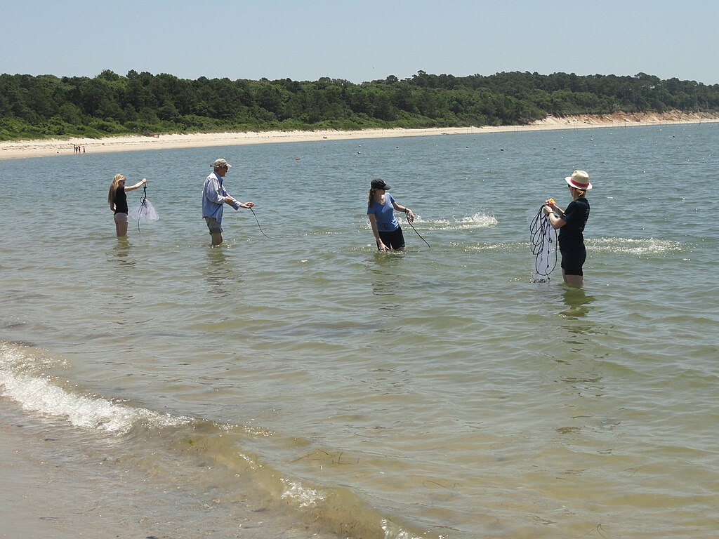 Four people wade in shallow ocean water holding nets, with a sandy beach and green forest in the background under a clear blue sky.