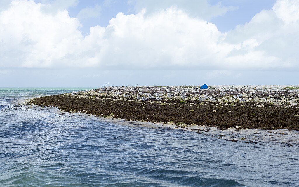 Coastal scene with a rocky shoreline covered in seaweed and a blue barrel, set against a backdrop of calm turquoise ocean and partly cloudy skies.