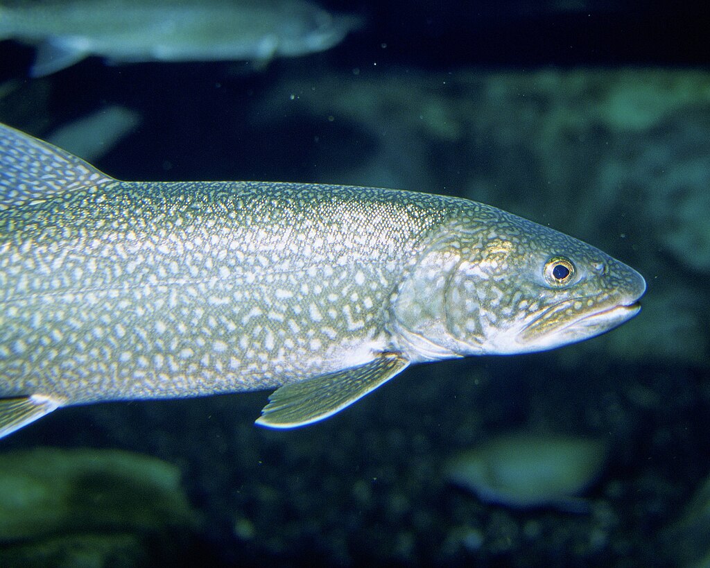 Close-up of a silver fish with patterned scales swims in dark water. The background is blurred, creating a tranquil underwater atmosphere.