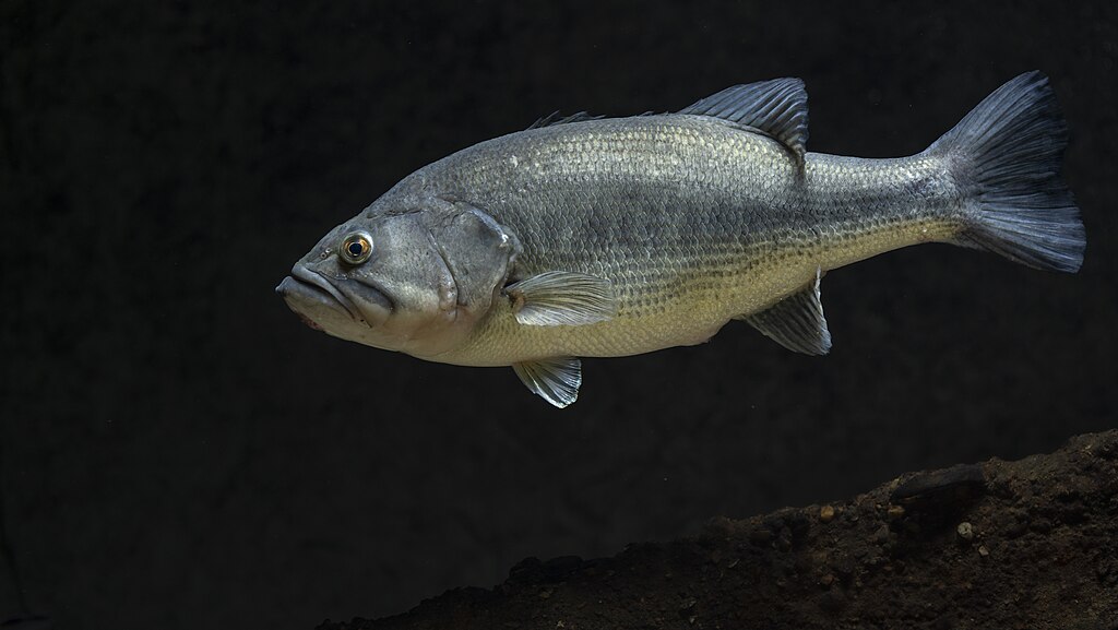Photographed at Gavins Point National Fish Hatchery in Yankton, SD by Sam Stukel (USFWS).