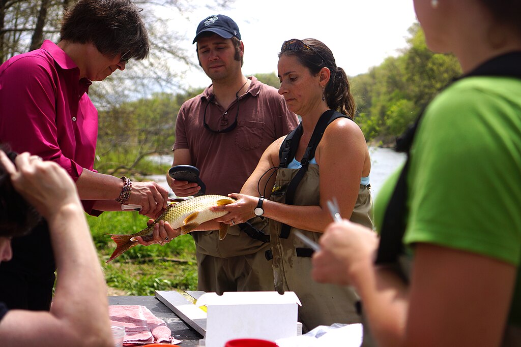 For several years, the N.C. Wildlife Resources Commission has led efforts to conserve the rare sicklefin redhorse, a fish found only in the Little Tennessee and Hiawassee River basins.