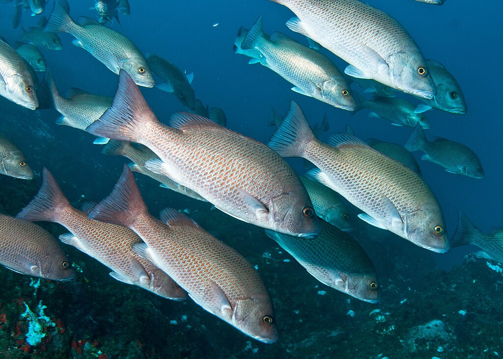 A school of gray snapper (Lutjanus griseus) with some in the dark reddish brown phase during a coral bleaching event.