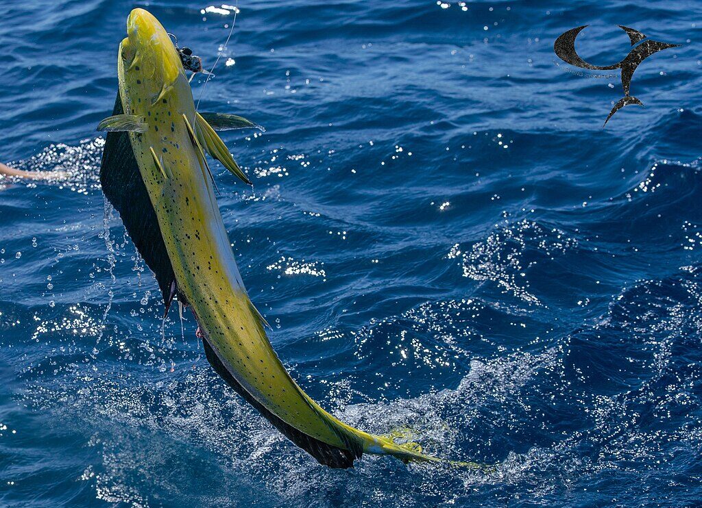 Mahi Mahi sportfishing in Costa Rica.